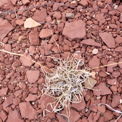 Dasyochloa pulchella