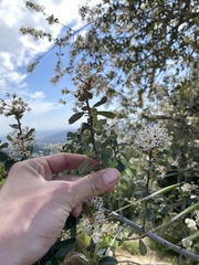 Ceanothus megacarpus megacarpus