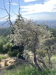 Ceanothus megacarpus megacarpus