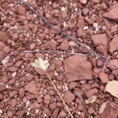 Dasyochloa pulchella