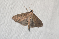 Omiodes tristrialis