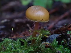 Galerina badipes