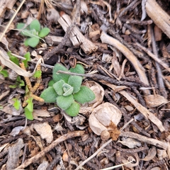 Tomostima cuneifolia