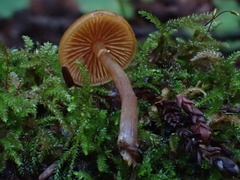 Galerina badipes