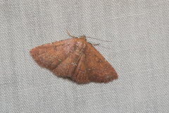 Cerynea punctilinealis