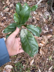 Magnolia grandiflora