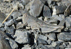 Brachaspis nivalis