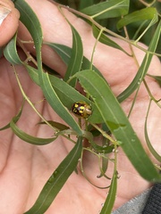 Paropsisterna nobilitata