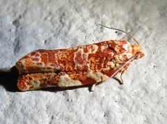 Choristoneura houstonana