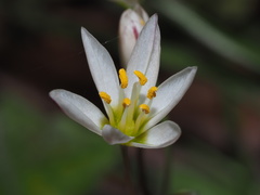 Nothoscordum bivalve