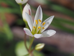 Nothoscordum bivalve