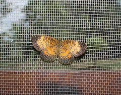 Mazia amazonica