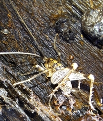Rhaphidophoroidea