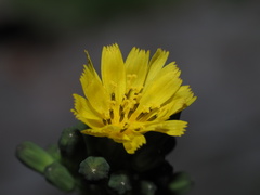 Youngia
