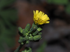 Youngia