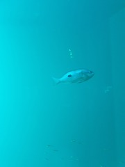 Caesioperca lepidoptera