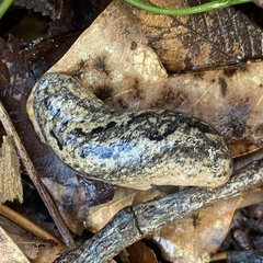 Philomycus carolinianus