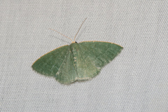 Pelagodes antiquadraria