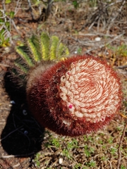 Melocactus intortus