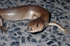 Cyclodomorphus gerrardii