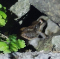 Eleutherodactylus johnstonei