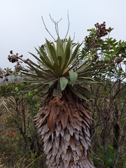 Espeletia corymbosa