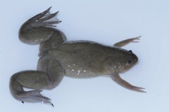 Xenopus mellotropicalis