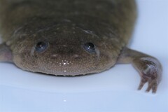 Xenopus mellotropicalis