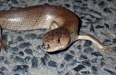 Cyclodomorphus gerrardii