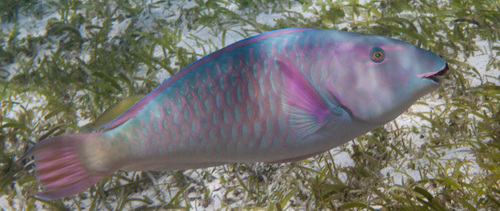 Hipposcarus longiceps (Valenciennes, 1840)