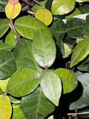 Trachelospermum