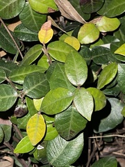Trachelospermum