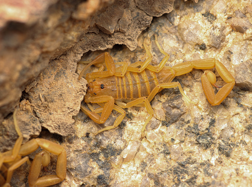 Arizona Bark Scorpion