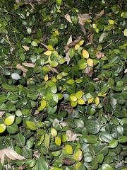 Trachelospermum