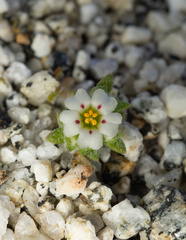 Linanthus maculatus maculatus
