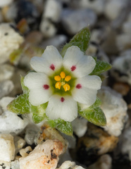 Linanthus maculatus maculatus