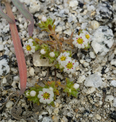 Linanthus maculatus maculatus