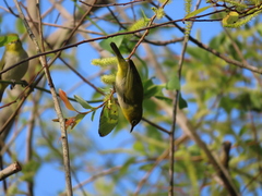 Zosterops simplex simplex