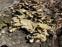 Trichaptum
