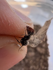 Camponotus ulcerosus