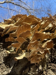Trichaptum