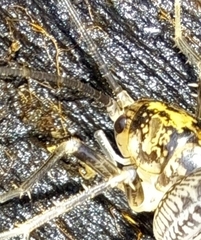 Rhaphidophoroidea