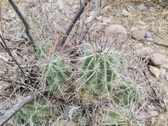 Echinocereus enneacanthus enneacanthus