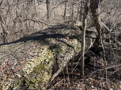 Trichaptum