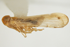 Haplaxius hochae