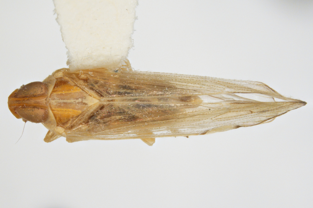 Haplaxius hochae