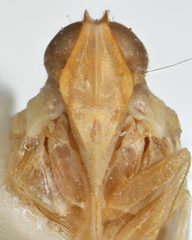 Haplaxius hochae