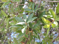 Quercus vaseyana