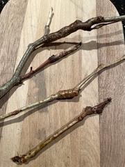 Neolasioptera brevis