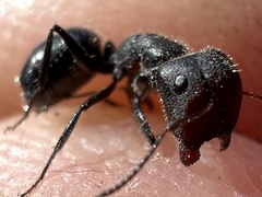 Camponotus ulcerosus